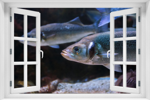 Fototapeta Naklejka Na Ścianę Okno 3D - Exotic sea fish