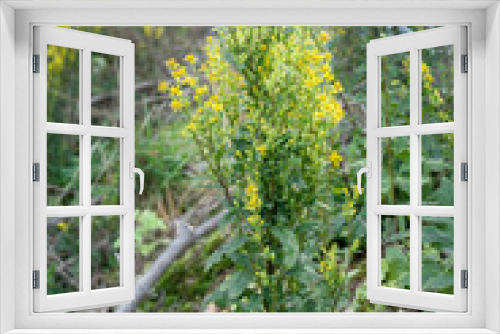 Fototapeta Naklejka Na Ścianę Okno 3D -  goldenrod / yellow flowering goldenrod in a wood