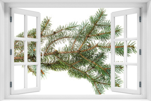 Fototapeta Naklejka Na Ścianę Okno 3D - branch of blue spruce. on a white background