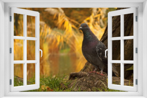 Fototapeta Naklejka Na Ścianę Okno 3D - Gołąb w parki