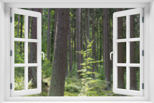 Fototapeta Naklejka Na Ścianę Okno 3D - forest in bavaria