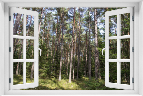Fototapeta Naklejka Na Ścianę Okno 3D - forest in bavaria