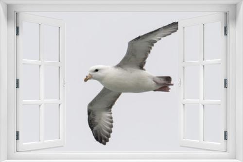 Fototapeta Naklejka Na Ścianę Okno 3D - Northern Fulmar