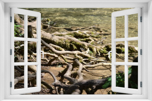 Fototapeta Naklejka Na Ścianę Okno 3D - Mangrove, racines d'arbre, racines entremêlées, racines dans l'eau, Jura, France