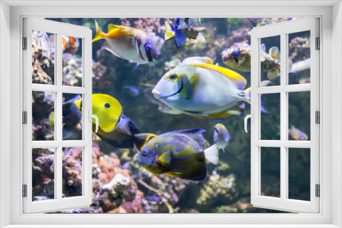 Fototapeta Naklejka Na Ścianę Okno 3D - Colorful underwater world with corals and tropical fishes