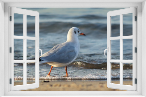 Fototapeta Naklejka Na Ścianę Okno 3D - Seagull in the sea