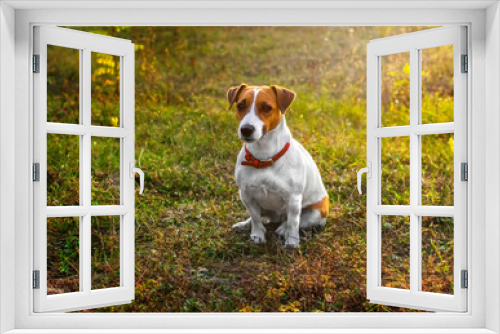 Fototapeta Naklejka Na Ścianę Okno 3D - A small cute dog Jack Russell Terrier sitting in autumn park on grass in the rays of the setting sun. Copy space