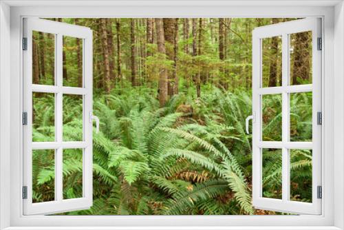 Fototapeta Naklejka Na Ścianę Okno 3D - Fern forest