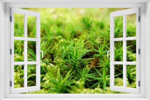 Fototapeta Naklejka Na Ścianę Okno 3D - Moss
