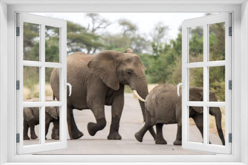 Fototapeta Naklejka Na Ścianę Okno 3D - Elephants in Kruger national park