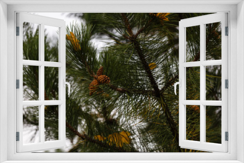 Fototapeta Naklejka Na Ścianę Okno 3D - Two bumps on a branch of green spruce lush spruce branches with cones background