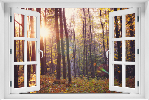 Fototapeta Naklejka Na Ścianę Okno 3D - The sun between the trunks of trees in a bright autumn forest
