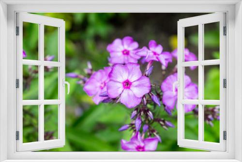 Fototapeta Naklejka Na Ścianę Okno 3D - Blooming phlox 