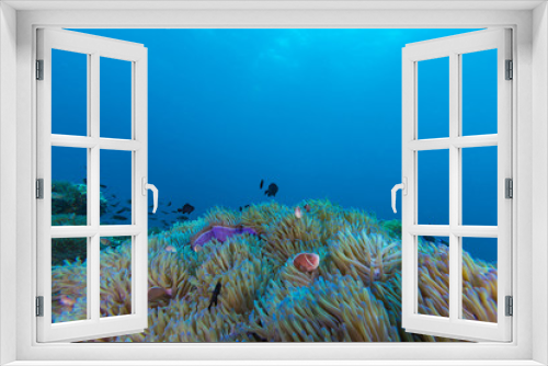 Fototapeta Naklejka Na Ścianę Okno 3D - Underwater Scape of sea anemone and coral reef