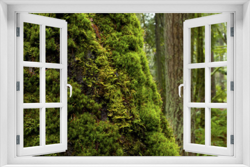 Fototapeta Naklejka Na Ścianę Okno 3D - a picture of an pacific Northwest forest with a mossy old growth Big leaf maple tree