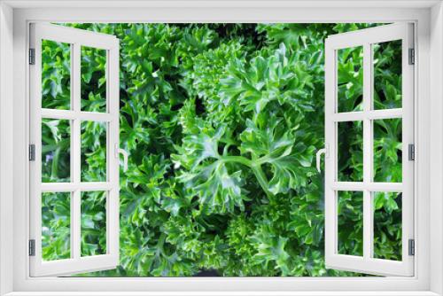 Fototapeta Naklejka Na Ścianę Okno 3D - Background of green curly parsley.