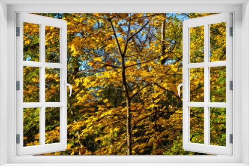 Fototapeta Naklejka Na Ścianę Okno 3D - Autumn Colors