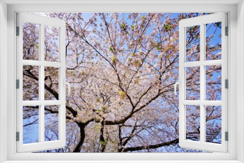 Fototapeta Naklejka Na Ścianę Okno 3D - 桜