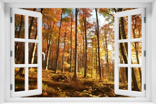 Fototapeta Naklejka Na Ścianę Okno 3D - Autumn beech forest at sunrise