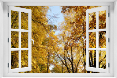 Fototapeta Naklejka Na Ścianę Okno 3D - Gold leaves on the trees (autumn landscape).
