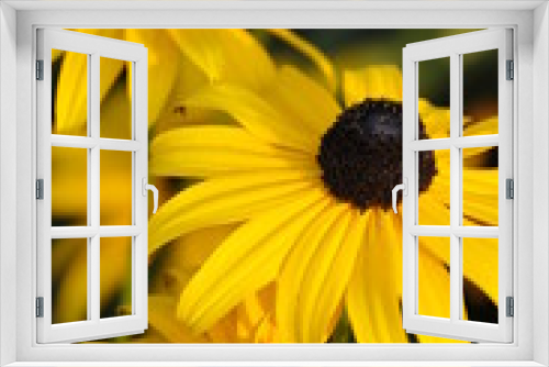 Fototapeta Naklejka Na Ścianę Okno 3D - Sunflower23