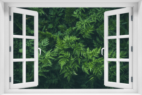 Fototapeta Naklejka Na Ścianę Okno 3D - Greenery