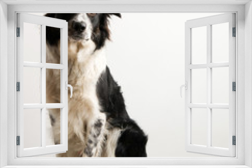 Fototapeta Naklejka Na Ścianę Okno 3D - a sitting dog