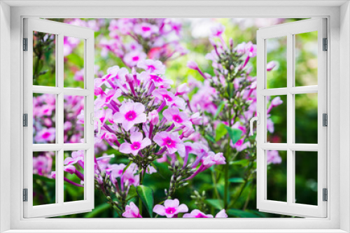 Fototapeta Naklejka Na Ścianę Okno 3D - Blooming phlox 