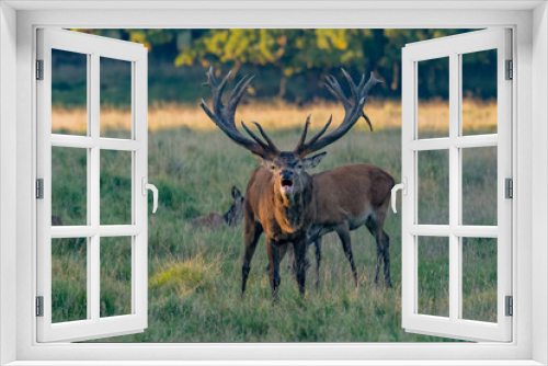 Fototapeta Naklejka Na Ścianę Okno 3D - Red Deer Stags (Cervus elaphus) 