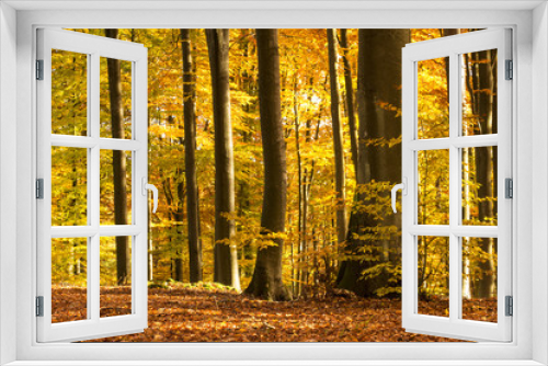 Fototapeta Naklejka Na Ścianę Okno 3D - Autumn Forest./ Pomerania, Poland 