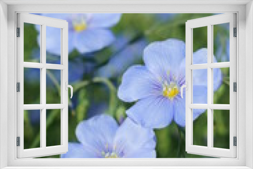 Fototapeta Naklejka Na Ścianę Okno 3D - Flax flowers