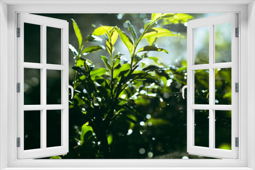 Fototapeta Naklejka Na Ścianę Okno 3D - Fresh and green bushes in the garden watered