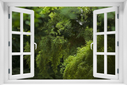 Fototapeta Naklejka Na Ścianę Okno 3D - Jardin zen asiatique paisible arboré d'espèces exotiques, La Bambouseraie, Anduze, France.	