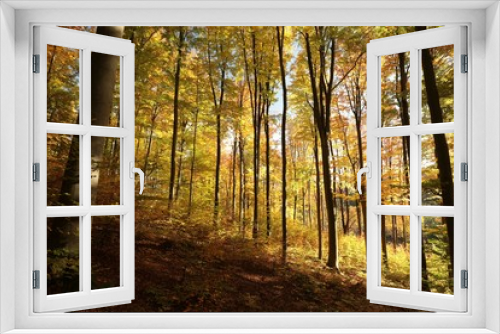 Fototapeta Naklejka Na Ścianę Okno 3D - Autumnal forest backlit by the morning sun