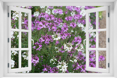 Fototapeta Naklejka Na Ścianę Okno 3D - Purple and white flowers along a gravel road 