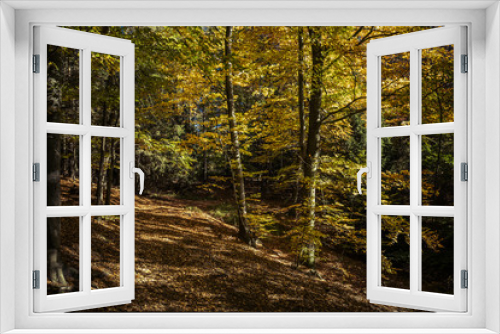 Fototapeta Naklejka Na Ścianę Okno 3D - trail in the autumn forest