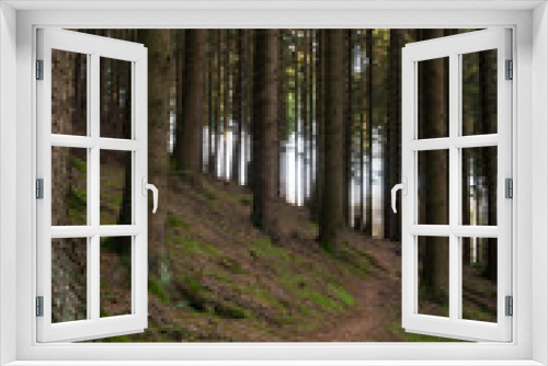 Fototapeta Naklejka Na Ścianę Okno 3D - In The Woods 059