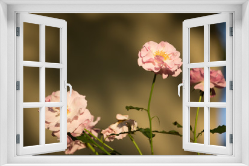 Fototapeta Naklejka Na Ścianę Okno 3D - Soft Pink mix white rose flower