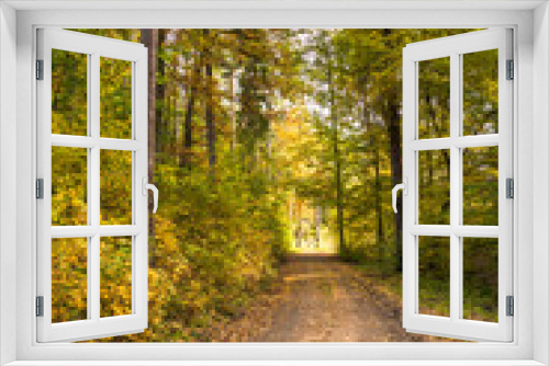 Fototapeta Naklejka Na Ścianę Okno 3D - Path in the forest in autumn, scenic landscape with colorful trees in fall scenery of nature