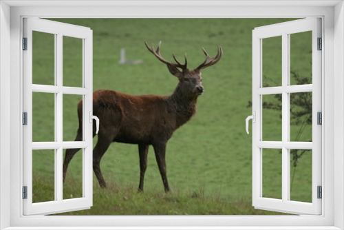 Fototapeta Naklejka Na Ścianę Okno 3D - young red deer stag