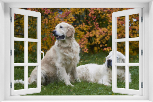 Fototapeta Naklejka Na Ścianę Okno 3D - Moscow, Russia, October 2017, dog breed golden retriever for a walk in the autumn park