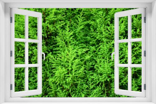 Fototapeta Naklejka Na Ścianę Okno 3D - Exotic nature, Greenery of fresh plants in garden with beautiful leafs and branches texture
