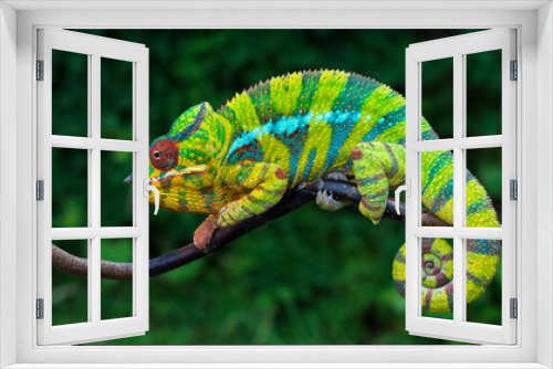 Fototapeta Naklejka Na Ścianę Okno 3D - Panther chameleon Furcifer pardalis	 Ambilobe 2 years old endemic from madagascar