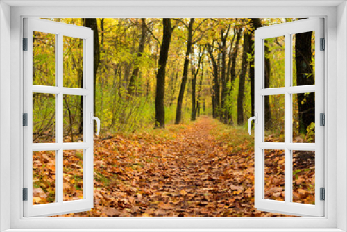 Fototapeta Naklejka Na Ścianę Okno 3D - Pathway through the beautiful autumn forest. Autumn landscape.