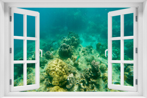 Fototapeta Naklejka Na Ścianę Okno 3D - The abundant of shallow coral reefs in the Southern of Thailand, where is home to many small colorful fishes and marine animals.