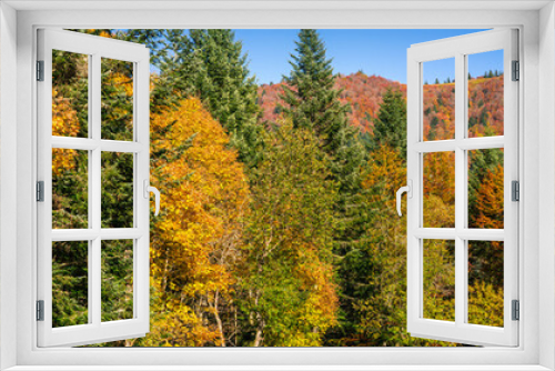 Fototapeta Naklejka Na Ścianę Okno 3D - forêt en automne
