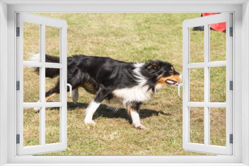 Fototapeta Naklejka Na Ścianę Okno 3D - Border collie en agility - Belgium