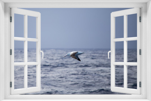 Fototapeta Naklejka Na Ścianę Okno 3D - A wandering Albatross at sea