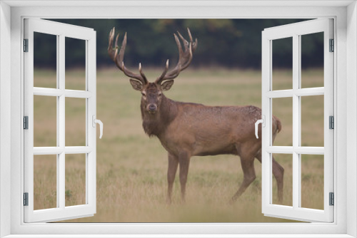 Fototapeta Naklejka Na Ścianę Okno 3D - Red deer - Rutting season