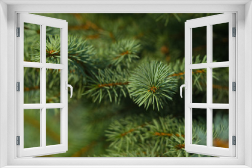 Fototapeta Naklejka Na Ścianę Okno 3D - Green fluffy fir tree brunch close up
